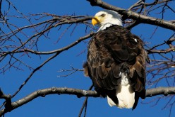 An adult Bald Eagle perches on a branch above the Hudson River at Croton Point Park in Croton-on-Hudson, New York, U.S.,