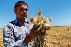 Salvador Parra, manager at Burford Ranch, is seen with a garlic crop he is preparing to harvest and sell, in Cantua Creek, California, U.S.