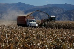 Corn is harvested at the Kenison Farms in Levan, Utah,