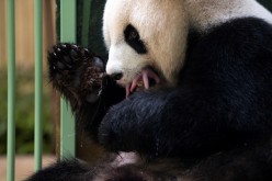 The giant panda Huan Huan and her twin cub are seen inside their enclosure after she gave birth at the Beauval zoo in Saint-Aignan-sur-Cher, central France,