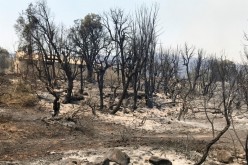 Burnt trees are seen following a wildfire in Zekri, in the mountainous Kabylie region of Tizi Ouzou, east of Algiers