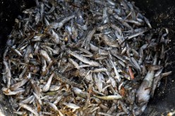 Dead fish and crustaceans collected by municipal workers on the shore of 