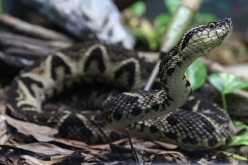 A jararacussu snake, whose venom is used in a study against the coronavirus disease (COVID-19), is seen at Butantan Institute in Sao Paulo