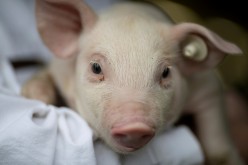  A farmer holds a piglet in Tauche, Germany, 