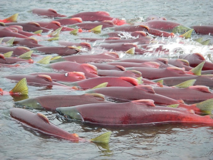Sockeye salmon are seen in Bristol Bay, Alaska, in an undated handout picture provided by the Environmental Protection