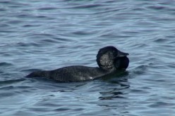 A male musk duck swims in a pond.