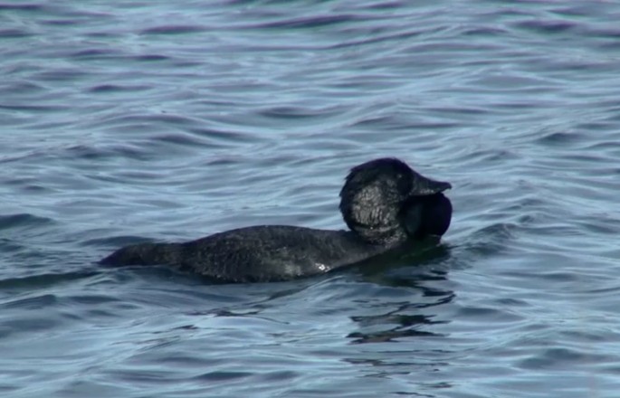 A male musk duck swims in a pond.