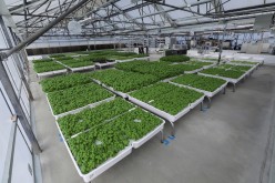 Modules of Genovese basil and other plants are seen in the Iron Ox greenhouse in Gilroy, California, U.S.