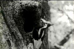 The ivory-billed woodpecker was believed to have been seen in a remote part of Arkansas, ornithologists