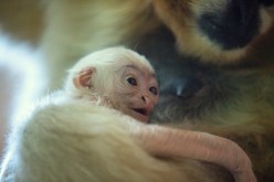 A rare white-cheeked gibbon named Dao who was born in September sits on mother's lap at the Zoo in Wroclaw, Poland 
