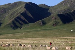 Among other things, the program helped improve the quality of Tibetan grasslands.