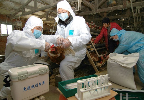 The H5N6 avian flu strain was once believed to be isolated to wild ducks and waterfowls.