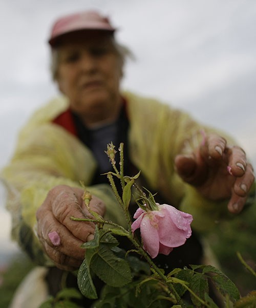 An old woman picks a rose from a farm in Bulgaria.