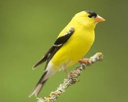 Goldfinch birds may become extinct in West Bank because of illegal hunting.