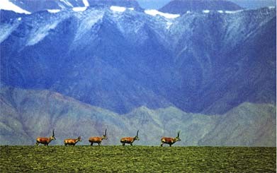 Tibetan antelopes in their natural habitat in Qinghai Province.