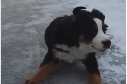 Quinn the Bernese Mountain Dog