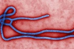The Ebola virus yields a 90 percent fatality rate.