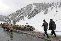 Herders transfer their goats to a warmer pasturing area after heavy snowfall hit Hami, Xinjiang Uyghur Autonomous Region, Sept. 12, 2014.