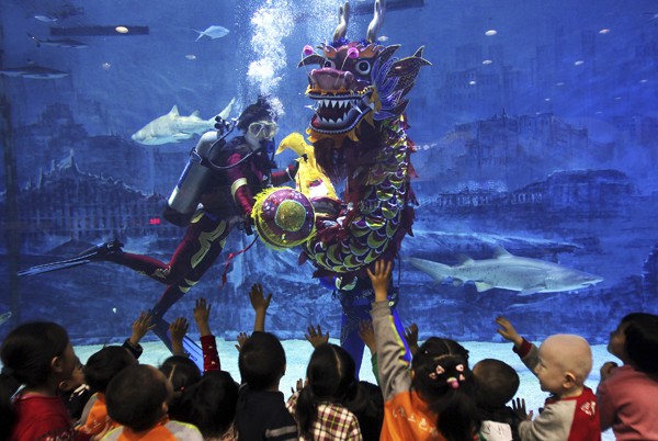 Visitors will be delighted with Beijing Aquarium's underwater dragon dance, which will be the highlight of the aquarium's Spring Festival show. 