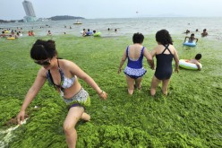 Residents walk amid the algae-filled coastline of Huang Xiaoming’s hometown of Qingdao in 2011.