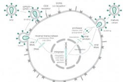 HIV replication cycle