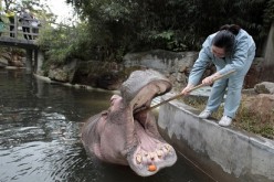 A zookeeper cleans a hippo in Shanghai Zoo.