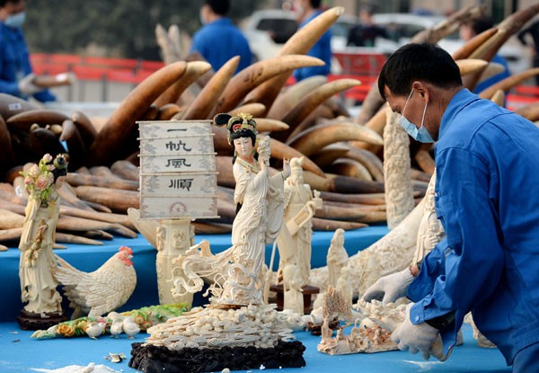 China's wildlife watchdog has recently levied a one-year importation ban on carved ivory items. 