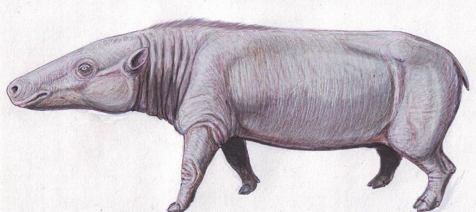 Anthracotherium magnum, the ancestor of today's hippos.