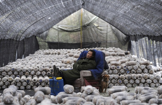 A farmer takes a nap in a tent at a mushroom farm in Tongxiang, Zhejiang Province, Nov. 10, 2011. 