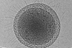 Ultra-small bacterial cell