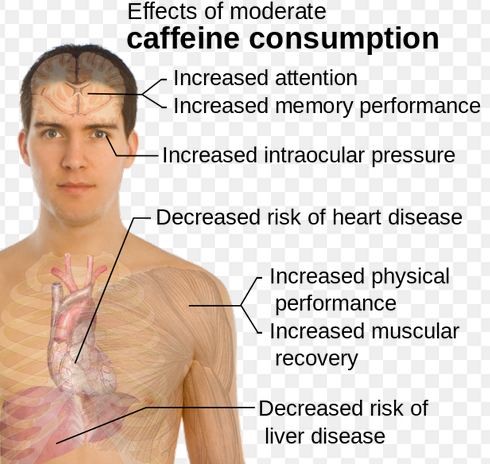 Effects of moderate caffeine consumption