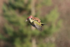 woodpecker and weasel 