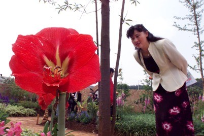 A tourist looks at a flower in China's International Horticulture Exhibition in Kunming, capital of southwest Yunnan Province.