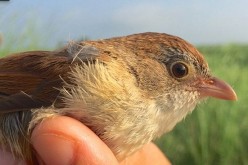 Myanmar Jerdon's babbler