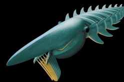 A reconstruction of the new fossil anomalocaridid from the Early Ordovician Fezouata Formation of Morocco.