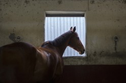 A race horse rests in a stable during early morning training at Sha Tin Racecourse in Hong Kong.