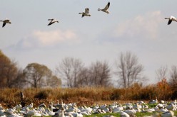 migrating snow geese