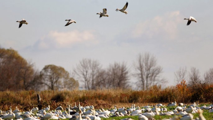 migrating snow geese