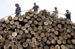 Laborers tie a rope to pile logs at a timber market in Huaibei, Anhui Province.
