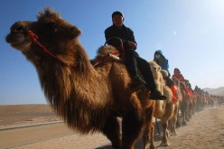 A line of camel-riding tourists heading to the Crescent Moon Spring.