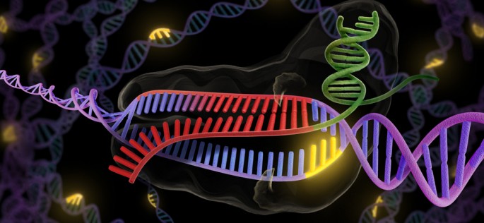 The bacterial enzyme Cas9 is the engine of RNA-programmed genome engineering in human cells. 