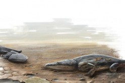 Metoposaurus algarvensis