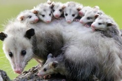 Opossums