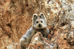 The Ili pika was rarely seen again for 20 years in China.