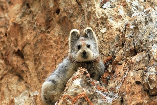 The Ili pika was rarely seen again for 20 years in China.
