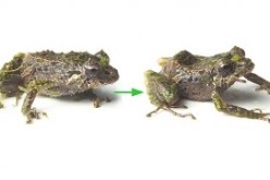 First discovered shape-shifting frog species