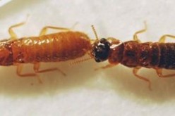 hybrid South Florida termite 