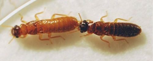 hybrid South Florida termite 