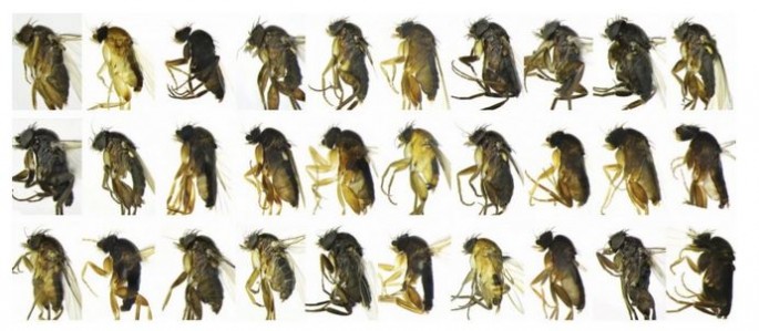 The 30 new fly species in Los Angeles