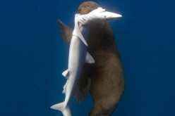 Cape fur seal eats a blue shark